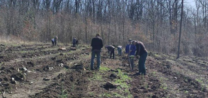 У «Дністровському каньйоні» висадили дві з половиною тисячі ялинок