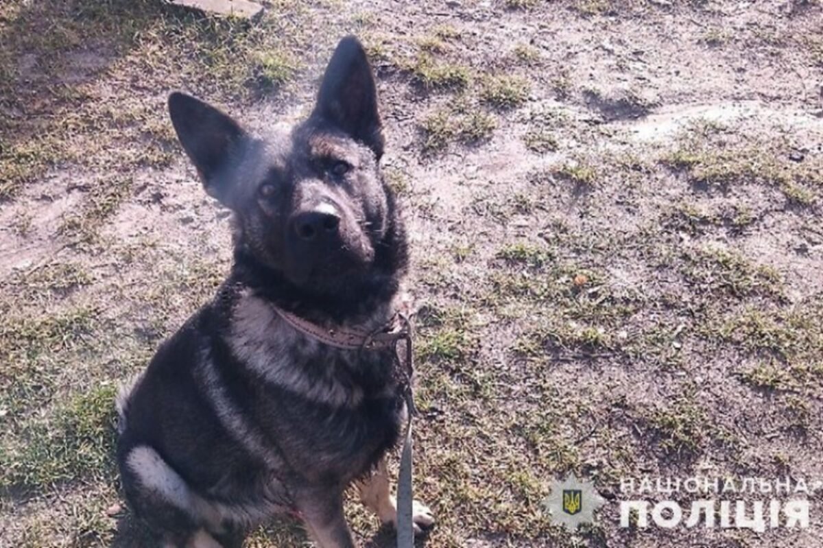 З ранами обличчя та переломом щелепи до лікарні потрапила 11-річна дівчинка на Тернопільщині